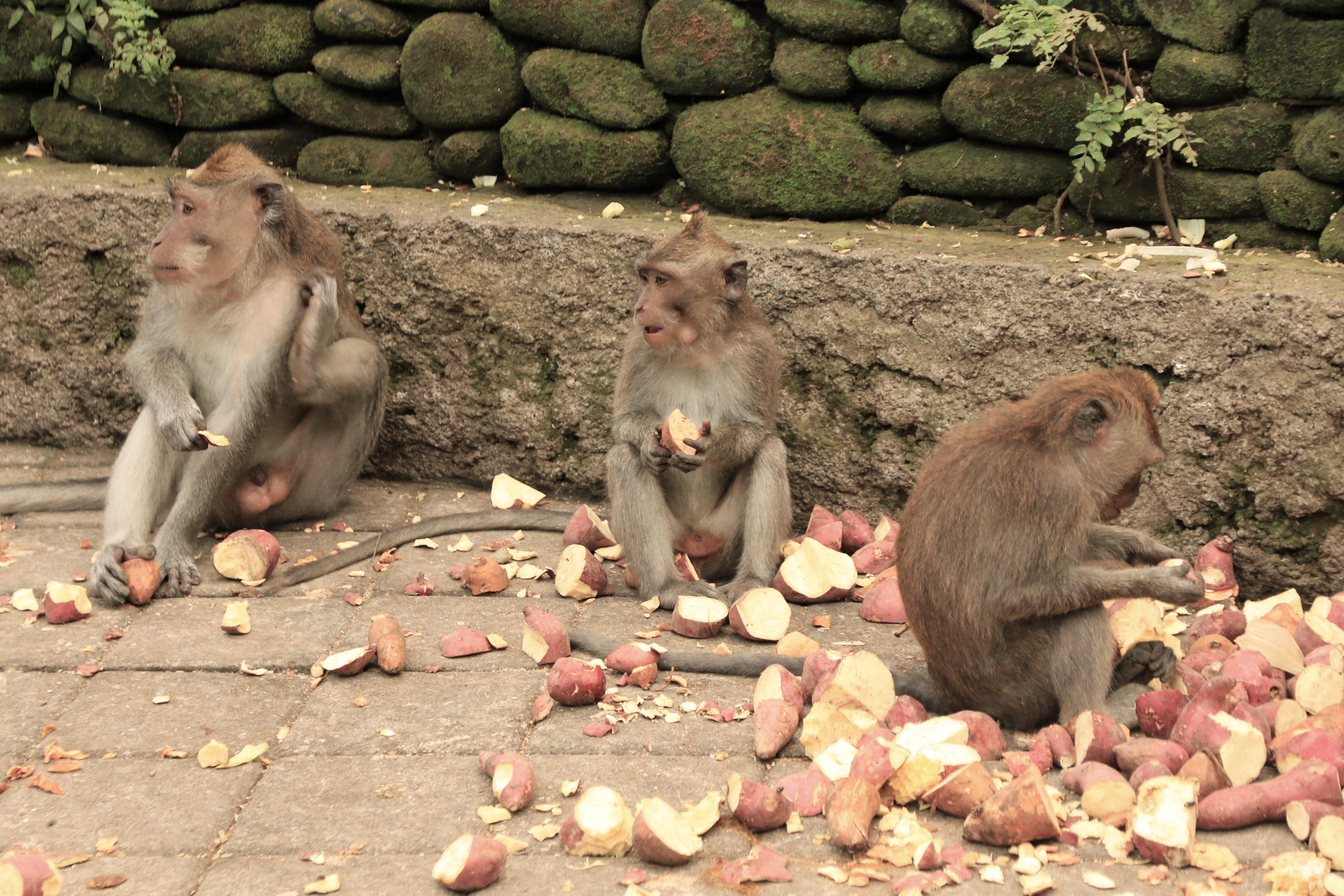 Ubud monkeys